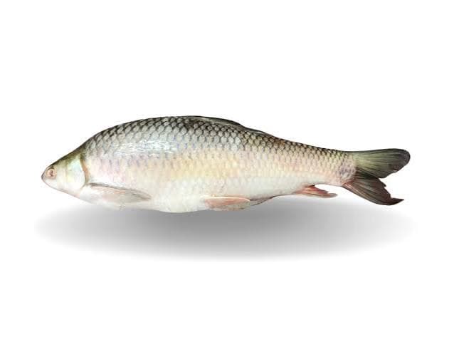 Mrigal Whole IQF 3kg+