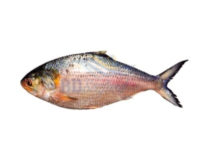 Chadpuri Hilsha Whole IQF 1.5-2kg